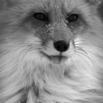 FoxX