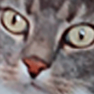paptot